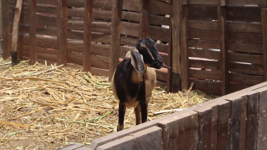 Video para Agropecuaria Doña Elsi